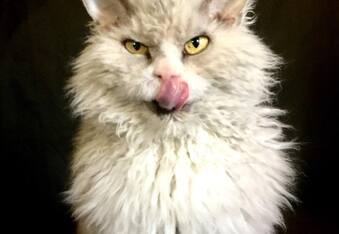 Pompous Albert is The New Grumpy Cat