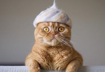 Cats in Hats: Kitty Dad Ryo Yamazaki Makes Cat's Hats Using Their Own Fur
