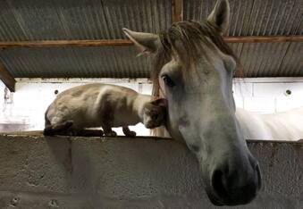 Unlikely Animal Friendships: Comet the Pony and Louis the Siamese Cat