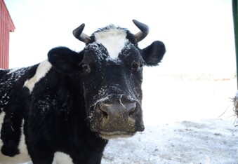 Diane Cow Frolicking Through Snow at Farm Sanctuary Wins At Winter