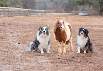 Lil Ben the Miniature Horse Finds Love In A Lonely Place