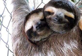 Beardsley Zoo Jabba the Sloth Gets a Valentine Date