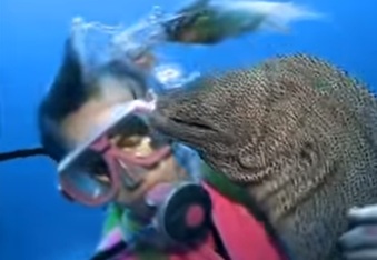 The story of a diver Valerie Taylor and moray eel becoming BFFs