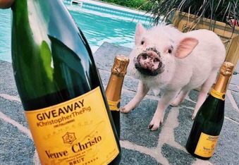 Christopher The Pig puts the Boo in Boujee