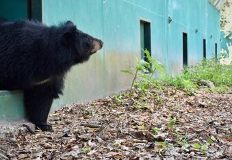 Bear Caged for 15 Years Sees Grass For the First Time