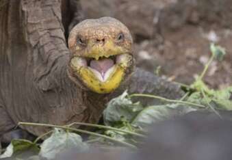 Diego The Gigalo tortoise credited with saving population