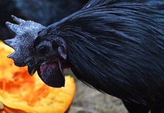 Ayam Cemani - Goth Chickens: Enchanted or going through a 'phase'?
