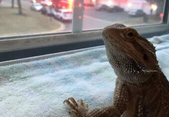 Petey the bearded dragon likes long relaxing baths, worm dinners, and murder