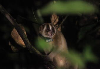 Two Slow Lorises Rescued and Returned to the Wild