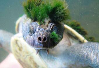 Green Haired Turtle Breathes Through His Junk & Is More Punk Than You