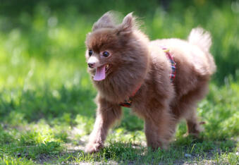 Rescued Pomeranian Found Abandoned & Zipped Into a Backpack, Barely Survives
