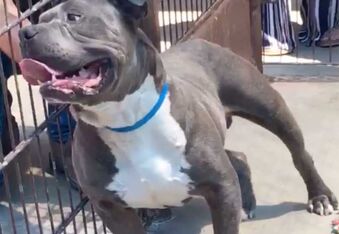 Pitbull Abandoned at Shelter, Locked in Dropbox with Four Fluffy Roommates