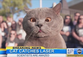 “The cat who finally caught the laser” and more hilarious cat videos from Aaron’s Animals