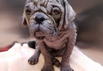 Neglected Hairless Pug Rescued, Healed & Transformed