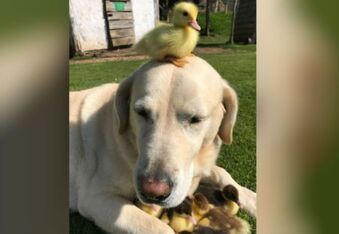 Dog Adopts Nine Duckling Orphans