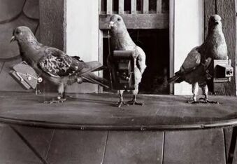 Worlds First Drone Was Actually A Pigeon