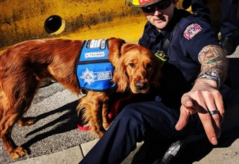 Lola the golden retriever joins fire department to help with mental health