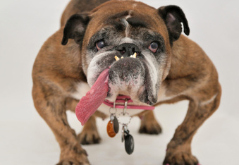 Meet the winner of the 2018 Ugliest Dog Contest