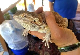 Couple Finds Bearded Dragon In Their Walmart Delivery Box