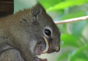 Saber-toothed Squirrel & How One Alberta Rancher Saved His Life