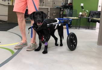 Abandoned Dog Has No Idea He's Paralyzed, Looking For A Home