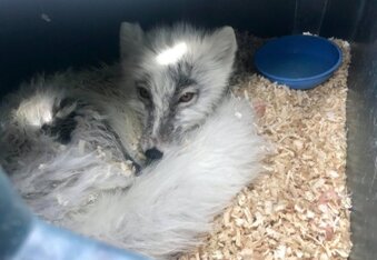 Canadians Save Arctic Fox in Tense Rescue Mission