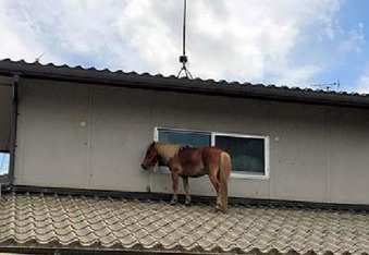 Missing Mini Horse Found On Roof In Japan
