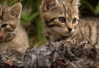2 Scottish Wildcats AKA The Rarest Kittens In The World Rescued
