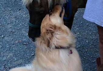 Molly is a Therapy Dog for Abused Horses