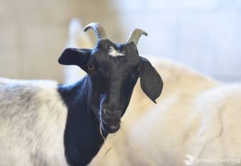 Jon Stewart Saves Baby Goats Trapped on New York Subway Line