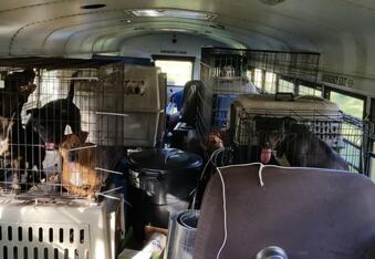 Trucker Rescues 64 Shelter Animals from Hurricane Florence In Old School Bus