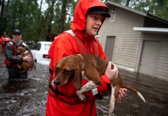 10 Beagles Rescued by Coast Guard from Hurricane Florence