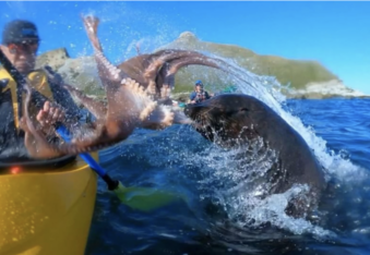 Seal Slaps Kayaker with Octopus & There's a Totally Normal Explanation