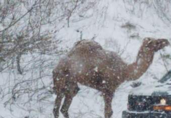 Camel Wandering Down Highway During Snowstorm Sparks Confusion, Hilarity Ensues