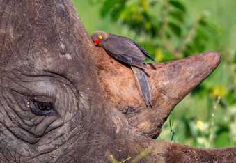 2 Unlikely Friends - A Red-Billed Bird and a Black Rhino