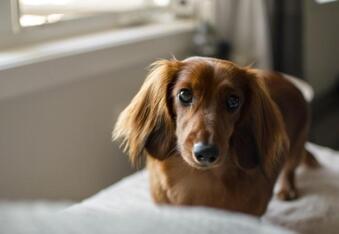 Dachshund Saves Neighbors From House Fire
