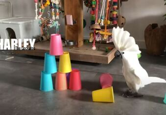 Harley the Cockatoo Terrorizes Table Settings Daily