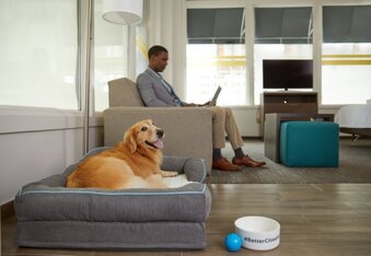 Mars Petcare and Hilton Hotels Team for New Pet-Friendly Hotels