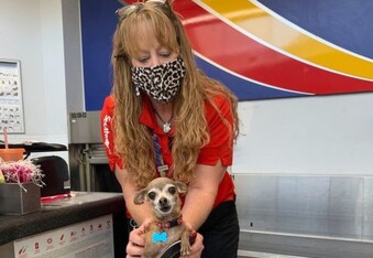 Chihuahua hides in cowboy boot, attempts flight to Vegas