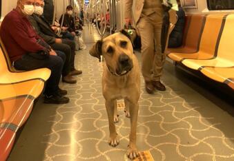 Homeless Dog Learns to Use Public Transit