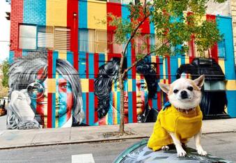 Little Chihuahua Miami Traveller Dog has been Jet Setting For 10 years