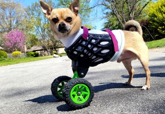 TurboRoo - The 2Legged Chihuahua That Isn't Slowing Down With His 3D Printed Wheels