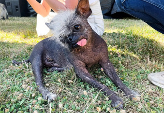Mr. Happy Face - World's Ugliest Dog of 2022
