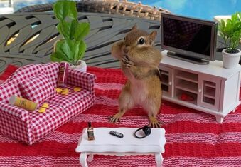 Van Gogh the Chipmunk and Mona Lisa Are Irresistibly Cute With Their Little Cheeks Packed with Peanuts