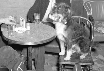 The Story of Mike, The Bartending Dog