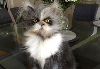 Atchoumthecat with a Tornado of Fur is "Hairy But Not Scary"