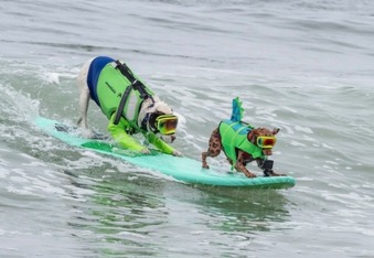 Check out the World Dog Surfing Championship 2022