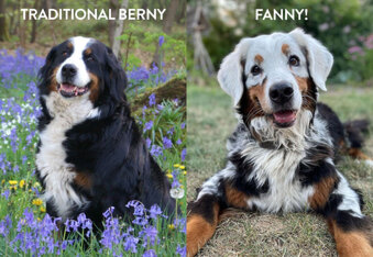 Fanny The Bernese Mountain Dog Is Literally Turning White and She Looks Amazing