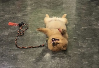 Lord Leo the Lazy Pom - World champion of playing dead