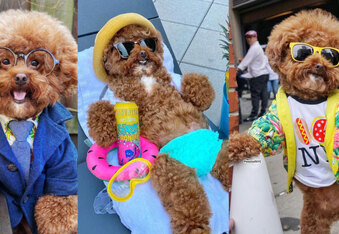 Agador The "Pooch of NYC" Has Got Style, Class, and Can We Hang Out With You?